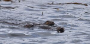 Nutrias de mar nativas en las costas del Santuario Gota de Leche.