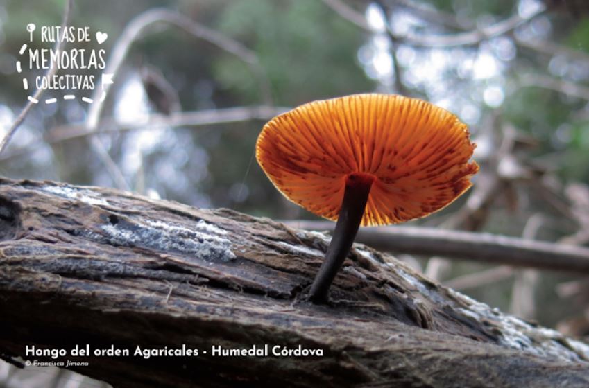 Rutas de Memorias Colectivas  